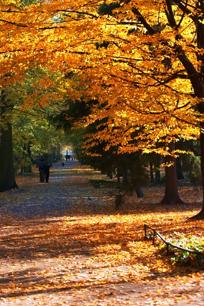 stock image Fall in a Park