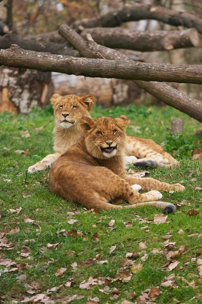 stock image Two young lions together