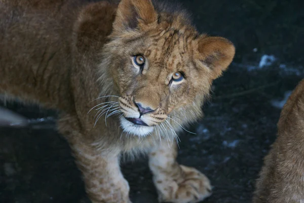 Μεγέθυνση της ένα χαριτωμένο νεογέννητο λιονταράκι — Φωτογραφία Αρχείου