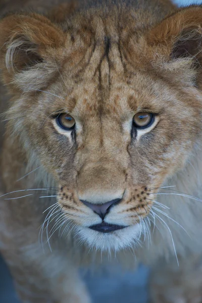Közeli kép: egy aranyos oroszlán kölyök — Stock Fotó