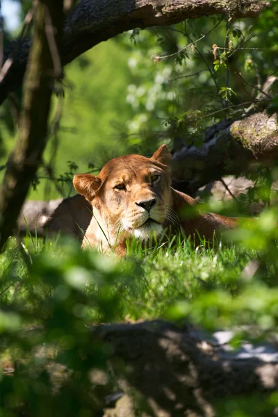Ritratto di leonessa — Foto Stock