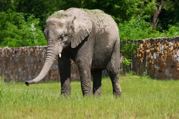 A full body of an African Elephant — Stock Photo, Image