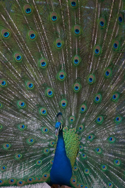 Stock image Beautiful male indian peacock showing