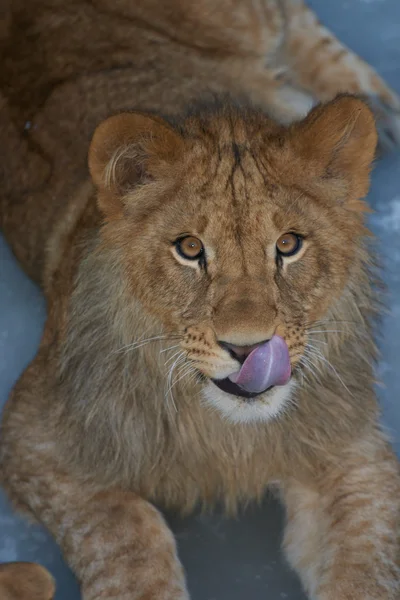 Närbild av en söt lejon unge Royaltyfria Stockfoton