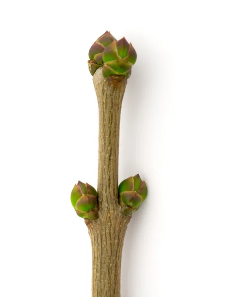 ライラックの芽 — ストック写真