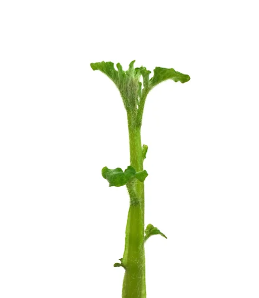 Jonge aardappel sprout — Stockfoto