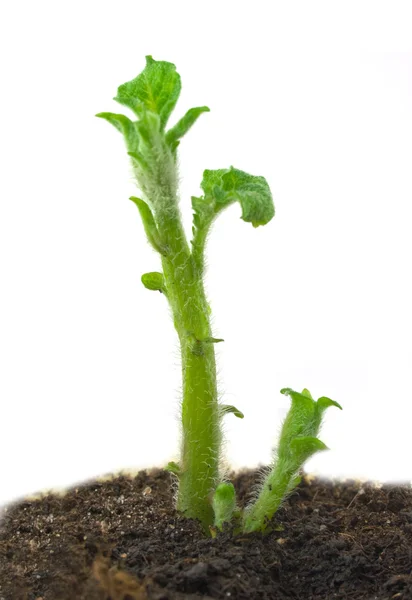小さなジャガイモの芽 — ストック写真
