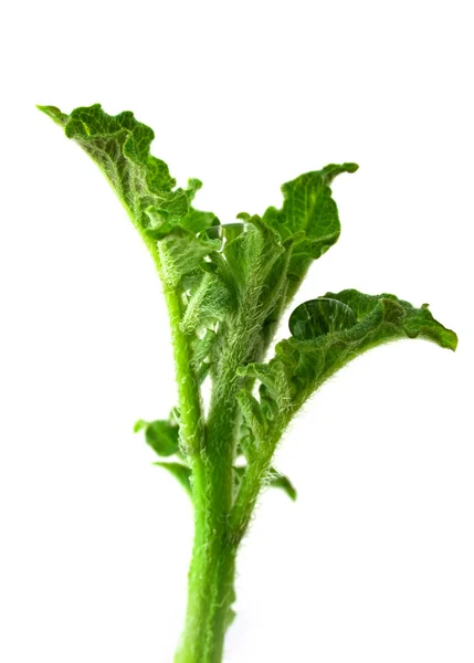 Potato sprout — Stock Photo, Image