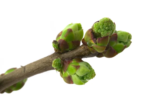 Coleções de ramos de primavera — Fotografia de Stock