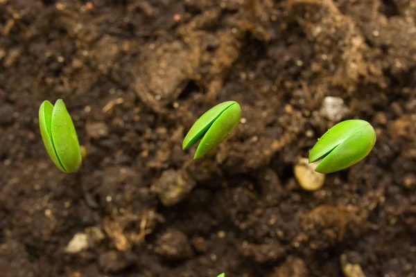 Tre piccole piante di soia — Foto Stock