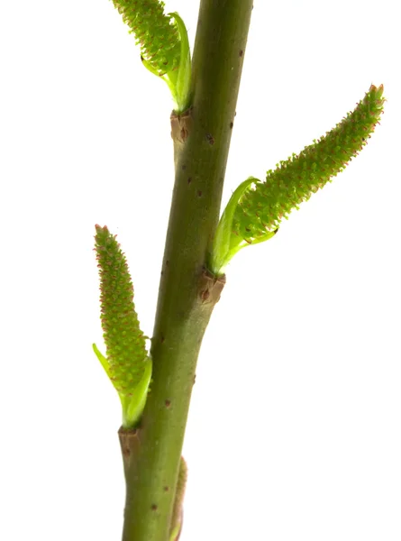 Jarní vrbovou větvičkou — Stock fotografie