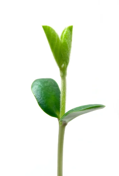 Pequena planta de soja — Fotografia de Stock