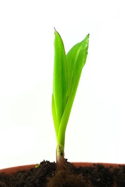 Germoglio singolo di mais — Foto Stock