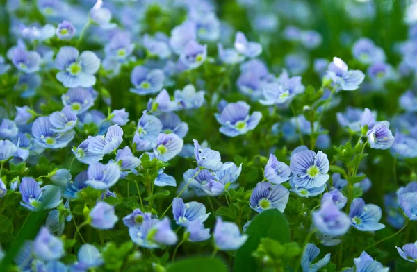 Blå små blomster – stockfoto