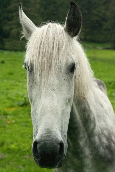 stock image White horse