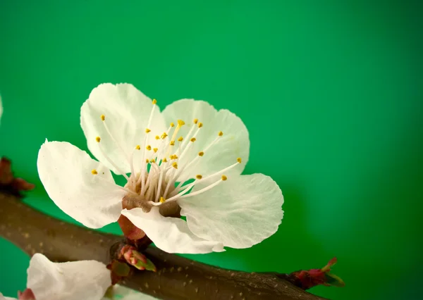 Wiosna blossom na zielono — Zdjęcie stockowe