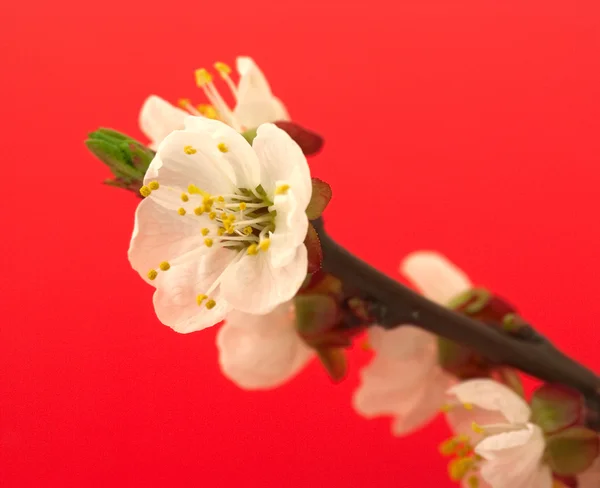 Kwiat wiśni na czerwono — Zdjęcie stockowe