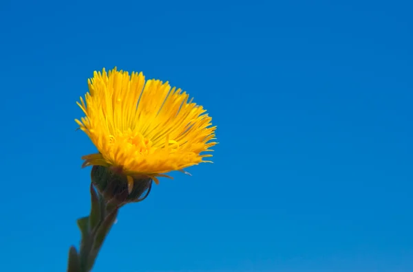 Jediný žlutý květ. — Stock fotografie