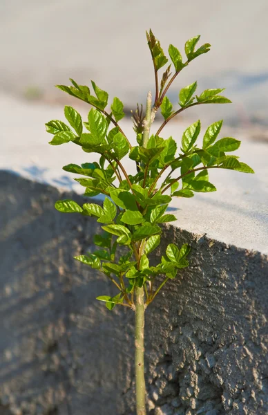 stock image Plant and stone