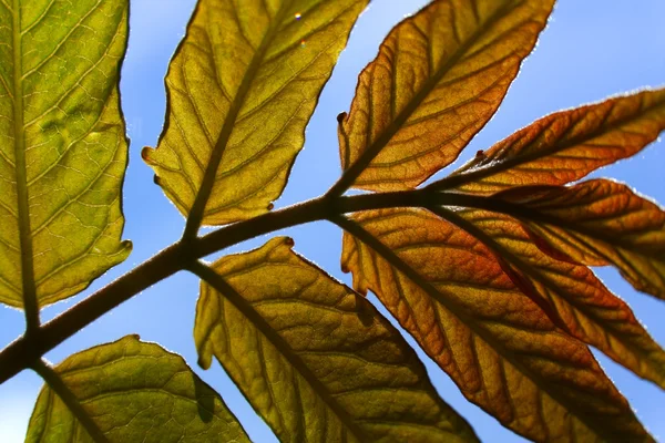 leaves — 图库照片 #2175016