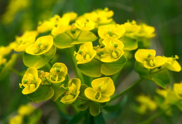 Flores amarillas pequeñas —  Fotos de Stock