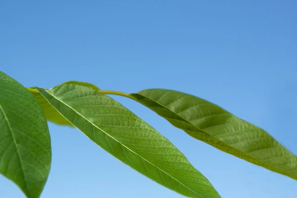 Листья грецкого ореха — стоковое фото