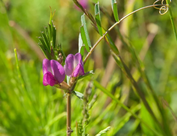 Маленький цветок в траве — стоковое фото