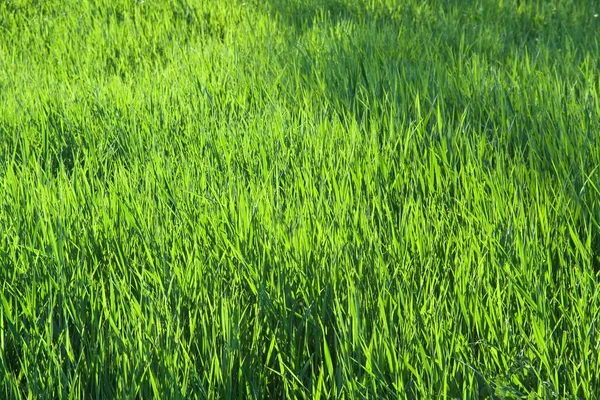 신선한 잔디 — 스톡 사진