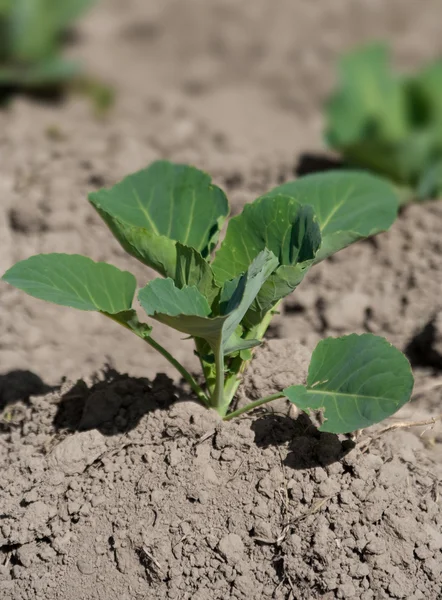 stock image Field with young head of cabbage