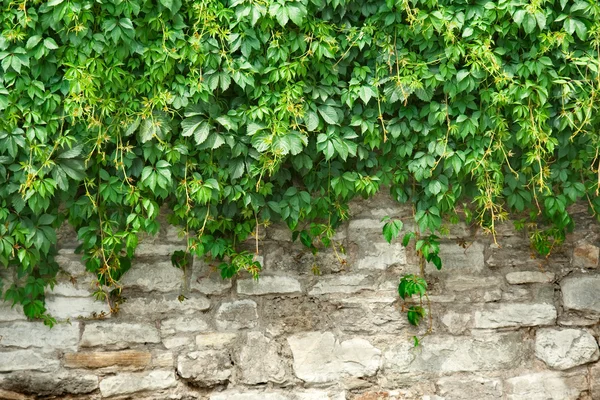 Каменная стена и растения — стоковое фото