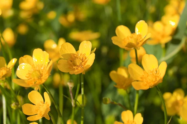 Flores amarillas pequeñas —  Fotos de Stock