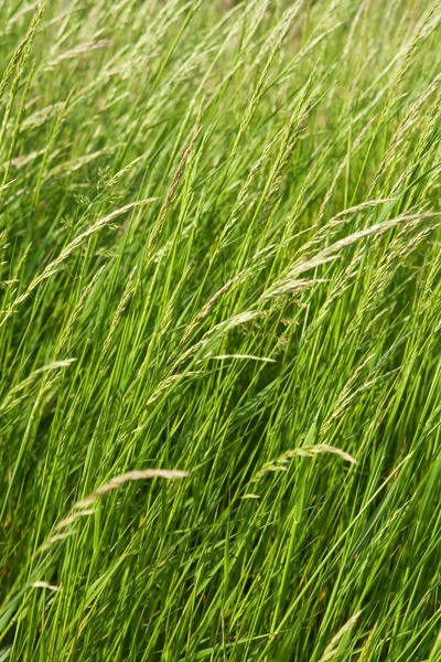 Long green grass — Stock Photo, Image