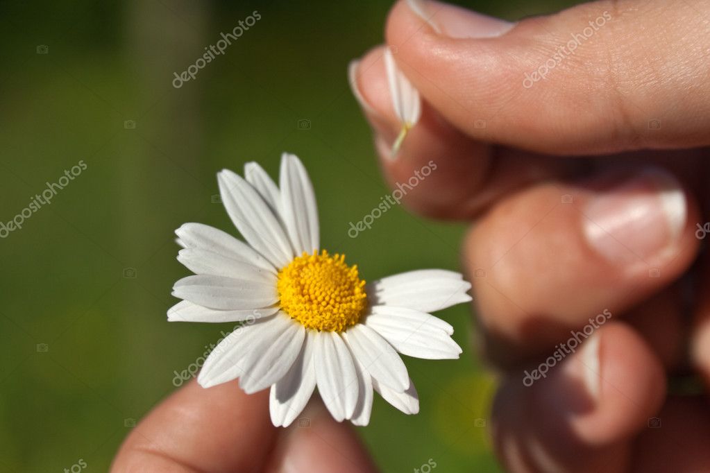 http://static3.depositphotos.com/1004338/218/i/950/depositphotos_2189470-Guessing-on-a-camomile.jpg