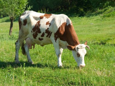 Brown and white cow clipart