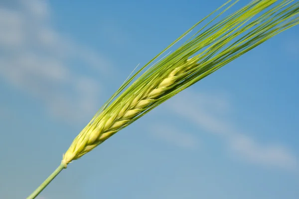 Cono di grano — Foto Stock