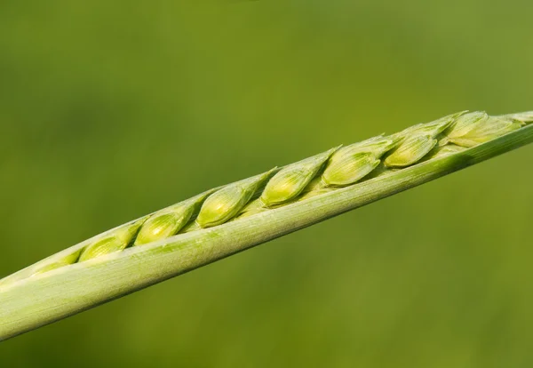 Buğday koni — Stok fotoğraf