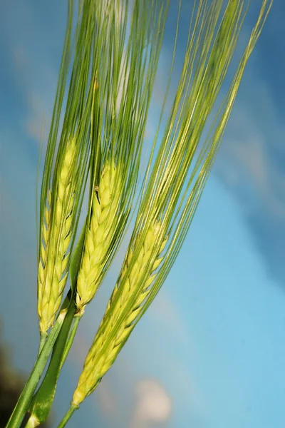Пшеничная конус — стоковое фото