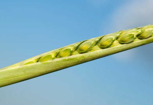 Weizenzapfen — Stockfoto
