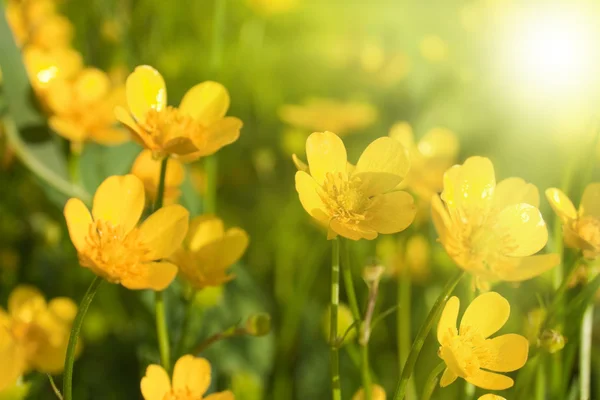 Kis sárga virágok — Stock Fotó