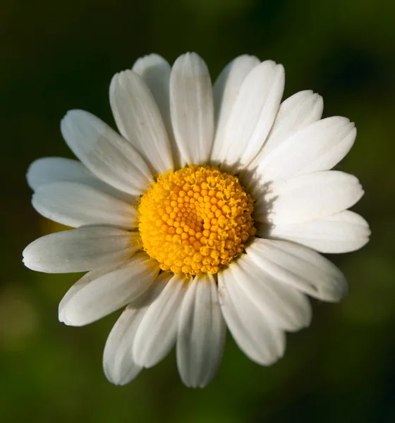 Λευκό λουλούδι — Φωτογραφία Αρχείου