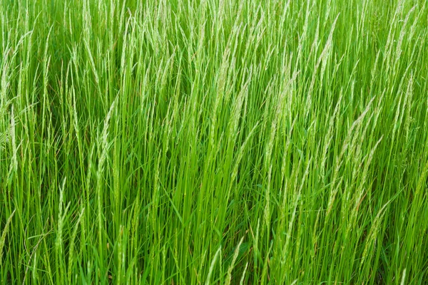 Uzun yeşil grasss — Stok fotoğraf