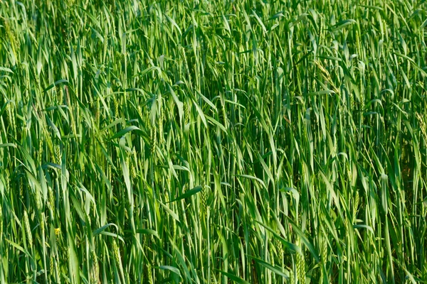 Yeşil kulak buğday — Stok fotoğraf