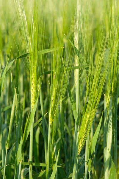 Зелений вухо пшениці — стокове фото