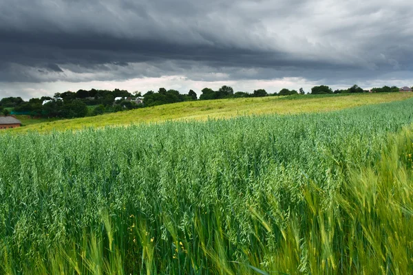 Облака над Зеленым полем — стоковое фото