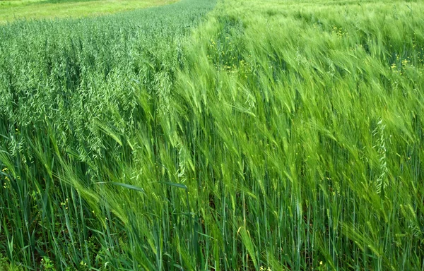 燕麦和大麦的绿色耳朵 — 图库照片