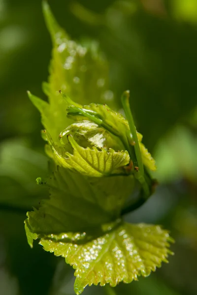 Groene bladeren van druiven — Stockfoto