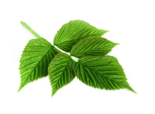 Leaf raspberry isolated on a white — Stock Photo, Image