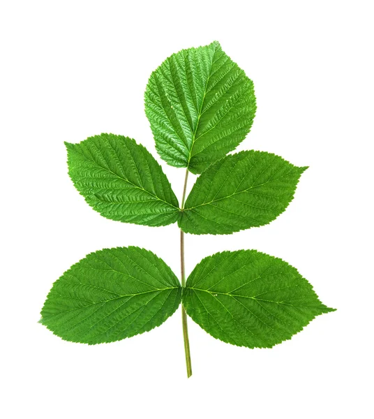 Leaf raspberry isolated on a white — Stock Photo, Image