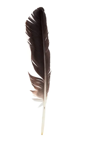 황새의 검은 깃털 — 스톡 사진