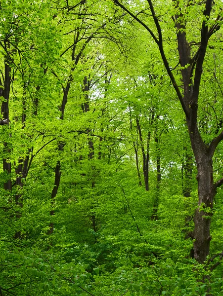 Groene boom in bos — Stockfoto